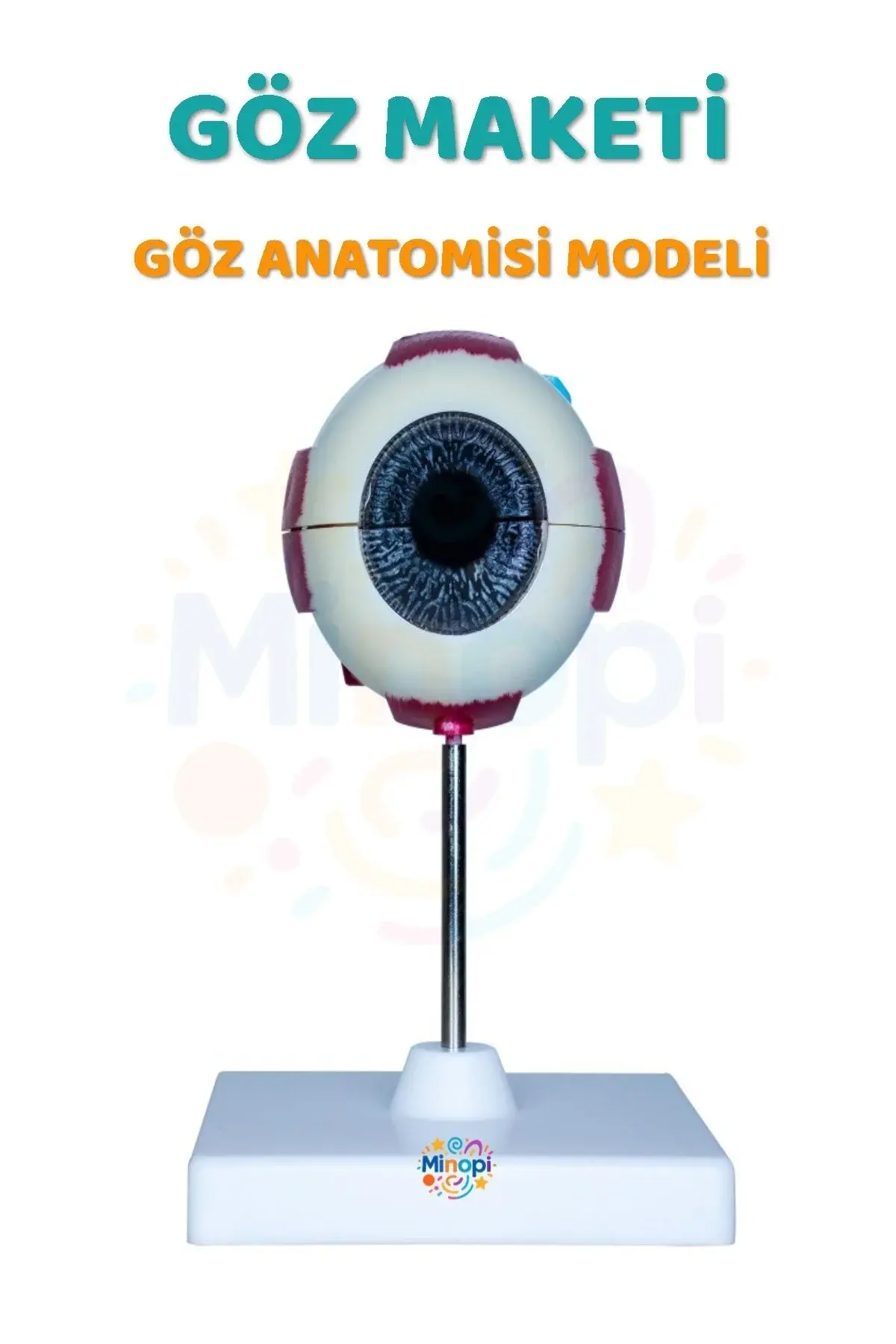 ( 1 Adet ) Göz Anatomisi Modeli İnsan Gözü Modeli Göz Yapısı Maketi Eğitici