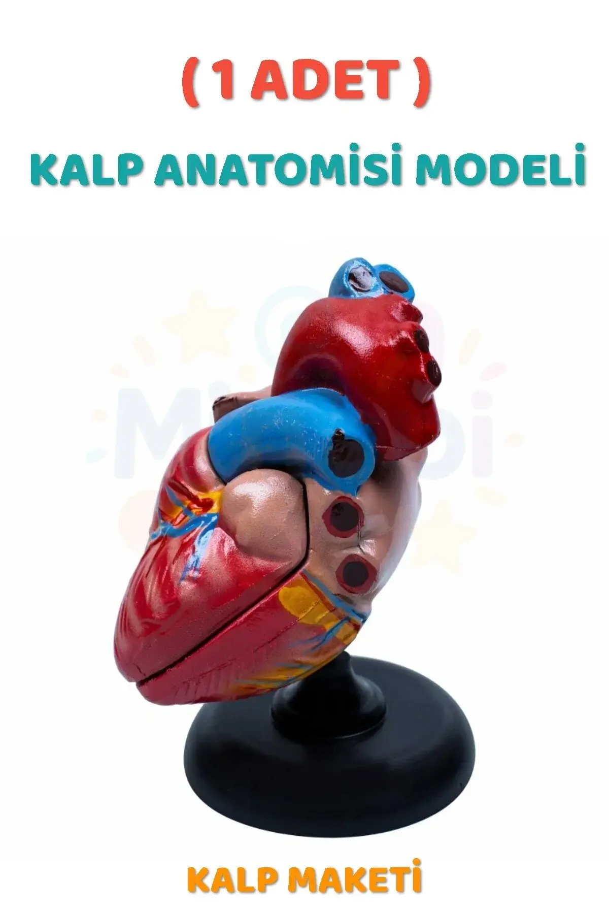 ( 1 Adet ) Kalp Anatomisi Modeli Kalp Maketi İnsan Kalbi Maketi Eğitici