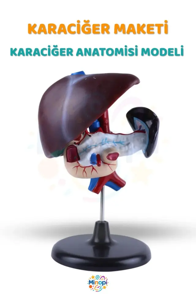 ( 1 Adet ) Karaciğer Anatomisi Modeli Karaciğer Maketi İnsan Karaciğer Yapısı Eğitici