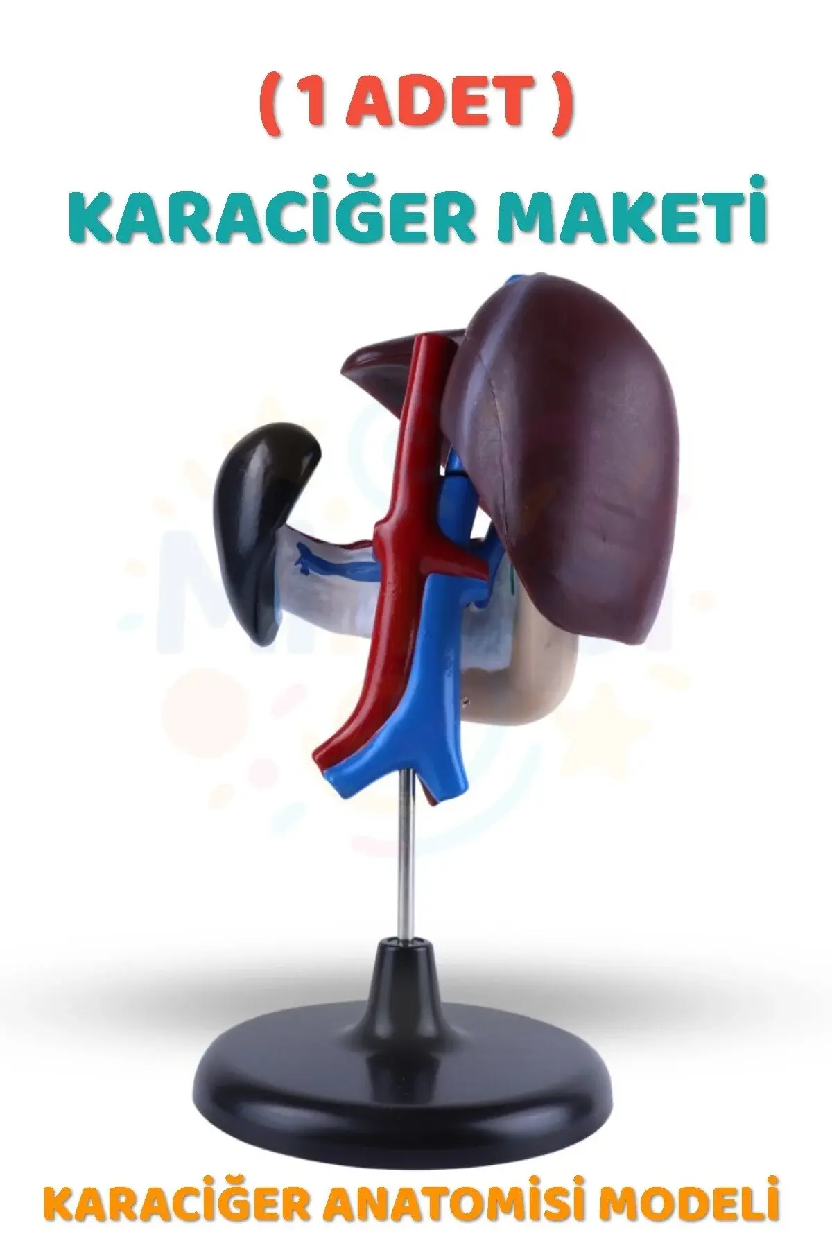( 1 Adet ) Karaciğer Anatomisi Modeli Karaciğer Maketi İnsan Karaciğer Yapısı Eğitici