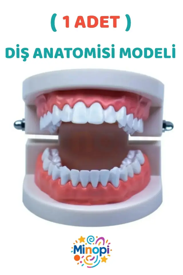 ( 1 Adet ) İnsan Diş Anatomisi Diş Modeli Eğitici Maket Fen Ve Biyoloji Dersleri Diş Maketi