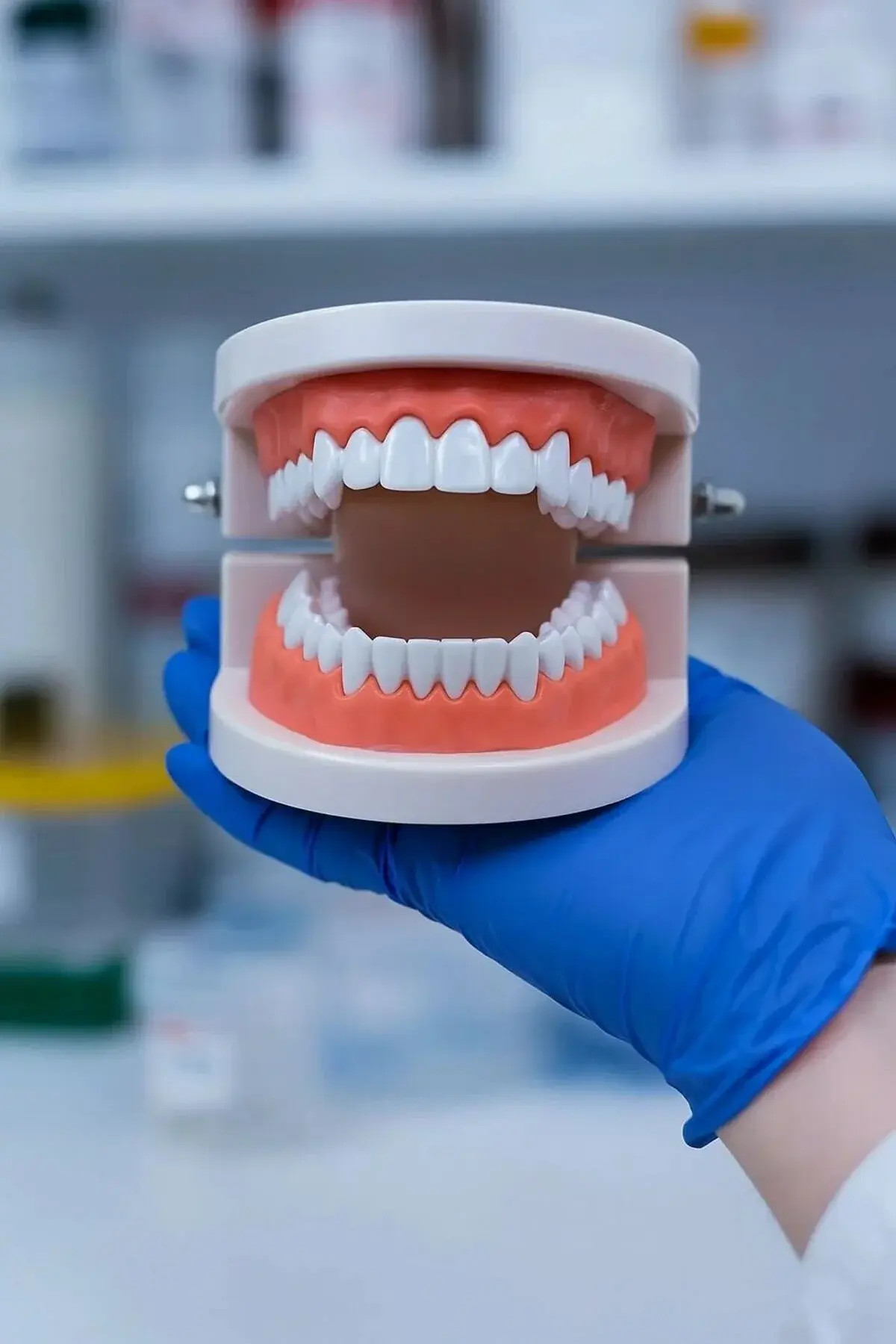 ( 1 Adet ) İnsan Diş Anatomisi Diş Modeli Eğitici Maket Fen Ve Biyoloji Dersleri Diş Maketi